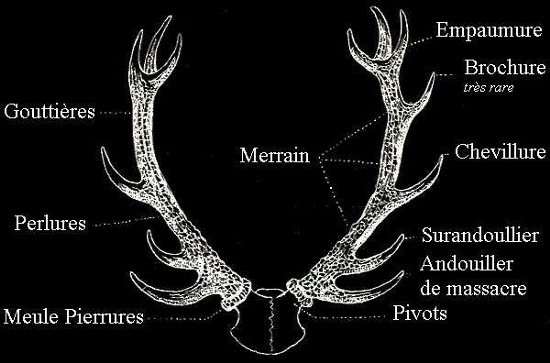 Description des bois