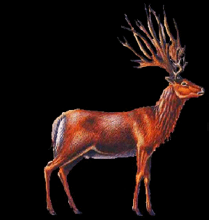 Eucladoceros