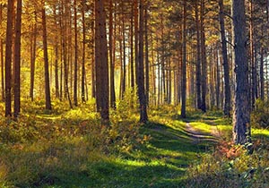 sous-bois habitat