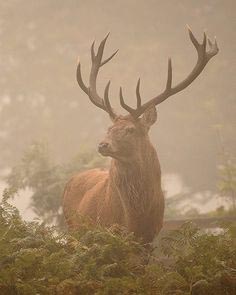 cerf dans la brume