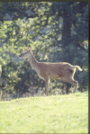 Profil de biche