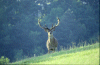 Cerf aux aguets