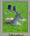 Fallow deer in summer dress