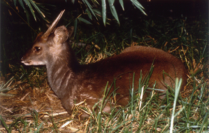 Mazama de nuit